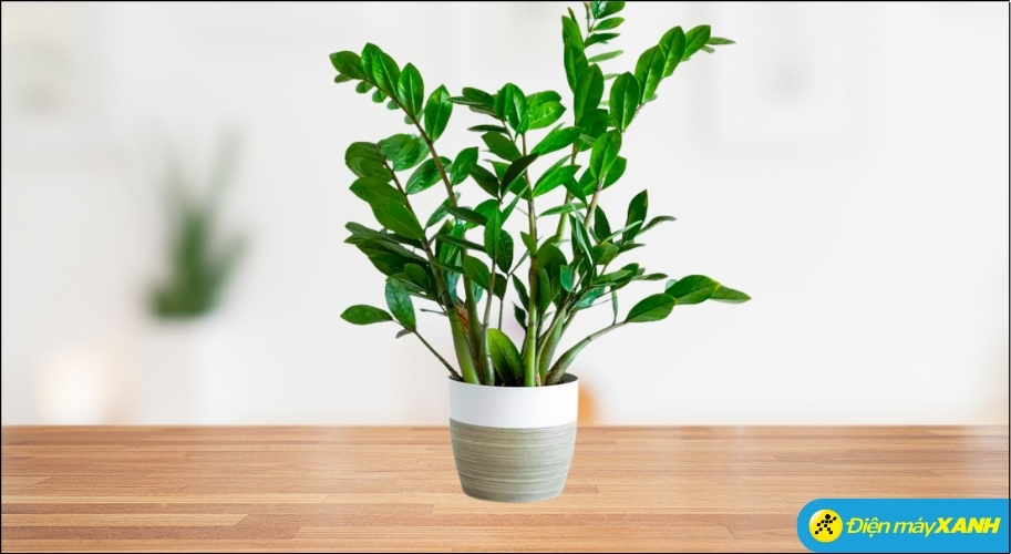 Cây Kim Tiền với những tán lá xanh bóng, mọc đối xứng hướng lên trên, tượng trưng cho sự phát triển không ngừng