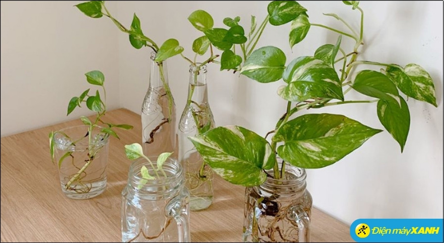 Trầu Bà thủy sinh mang đến vẻ đẹp mềm mại, thanh lọc không gian và thu hút năng lượng tích cực