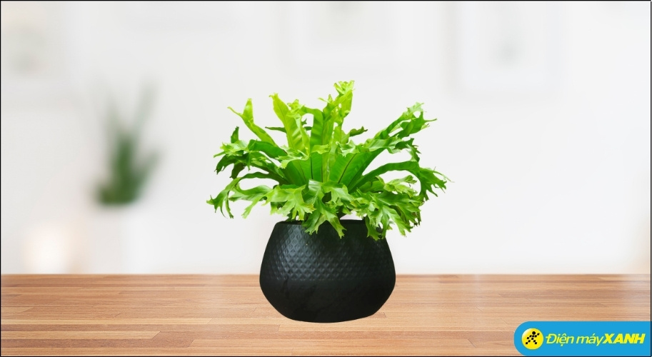 Để tăng cường năng lượng, người mệnh Mộc nên ưu tiên chọn chậu cây có màu đen, xanh nước biển