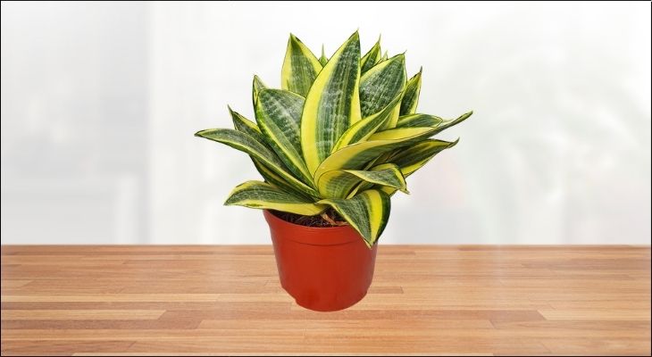 Cây Lưỡi Hổ nổi bật với những chiếc lá cứng cáp vươn thẳng, biểu tượng cho sức mạnh và ý chí kiên định