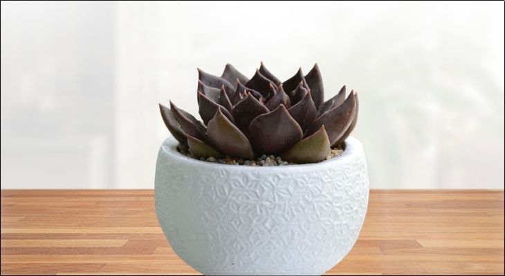 Sen Đá Nâu là lựa chọn hoàn hảo cho những người mệnh Thổ yêu thích sự nhỏ gọn, tinh tế