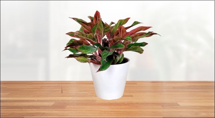 Cây Phú Quý được ví như một thỏi nam châm thu hút sự giàu sang, phú quý và giúp đường công danh sự nghiệp