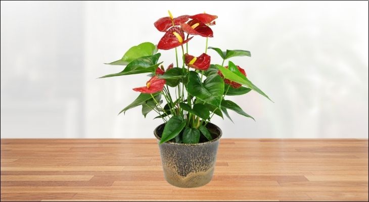 Cây Hồng Môn nổi bật với những bông hoa hình trái tim mang sắc đỏ hoặc hồng vô cùng rực rỡ