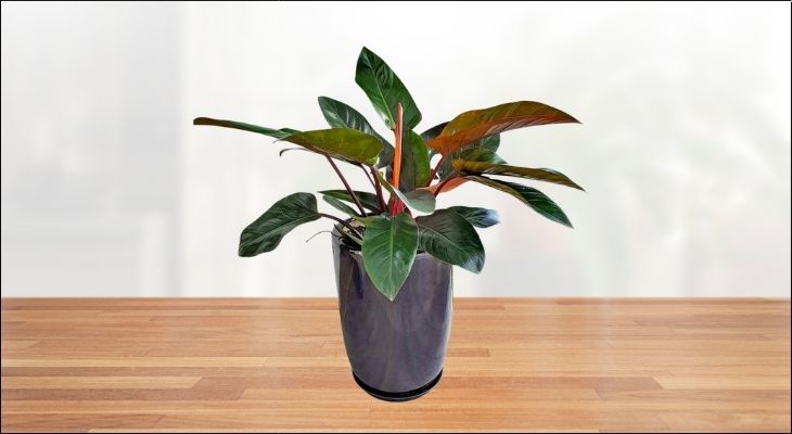 Cây Trầu Bà Đế Vương Đỏ thể hiện tinh thần lãnh đạo, ý chí vươn lên không ngừng và khả năng chiêu tài, giữ lộc