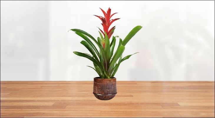 Sức sống của cây xanh sẽ làm dịu đi tính Hỏa từ các thiết bị điện tử, đồng thời tăng cường độ ẩm tự nhiên