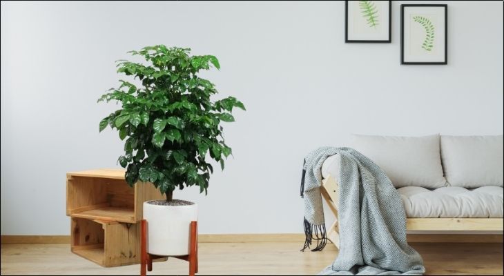 Người mệnh Thổ nên hạn chế trồng những loại cây có màu xanh lá đậm toàn phần, um tùm, sum suê