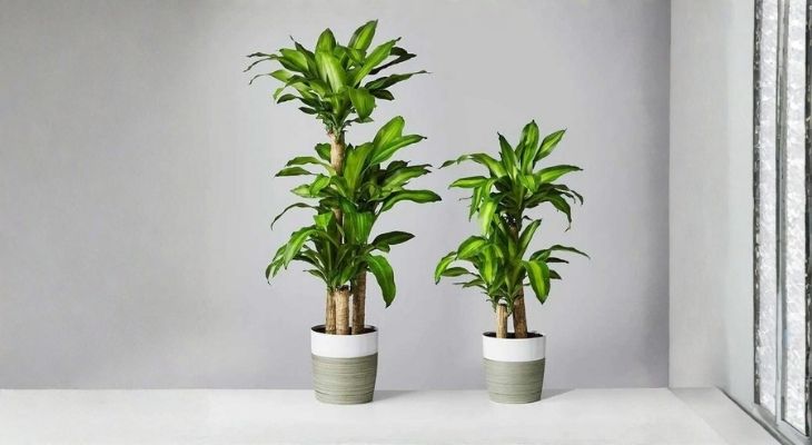 Bạn có thể cân nhắc đặt 2, 5 hoặc 8 chậu cây trong nhà hoặc trong phòng làm việc