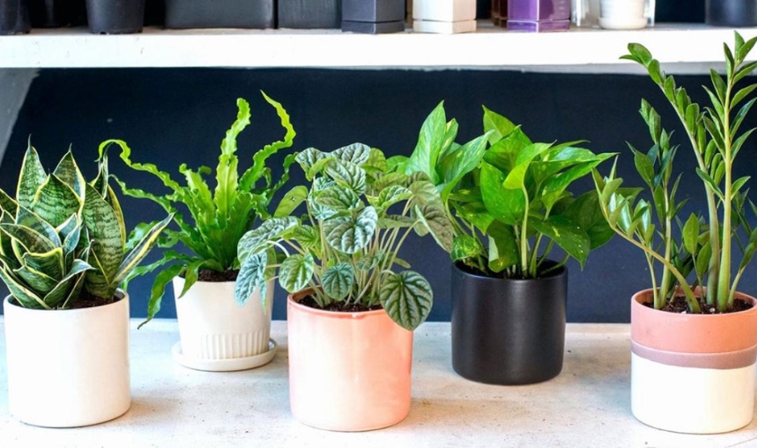 Chọn cây mini để bàn làm quà tặng 20/10