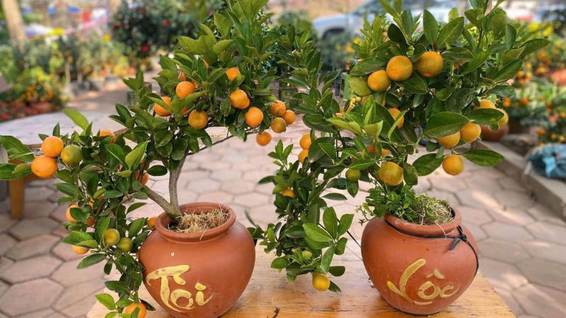 Quất là cây thân gỗ quen thuộc, thường được dùng để trưng Tết