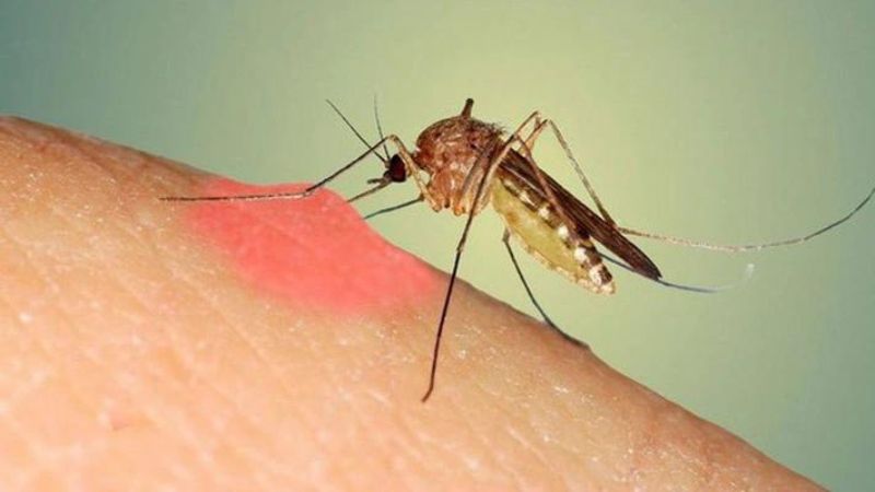 Bệnh sốt xuất huyết thường lây truyền chủ yếu qua vết muỗi cắn