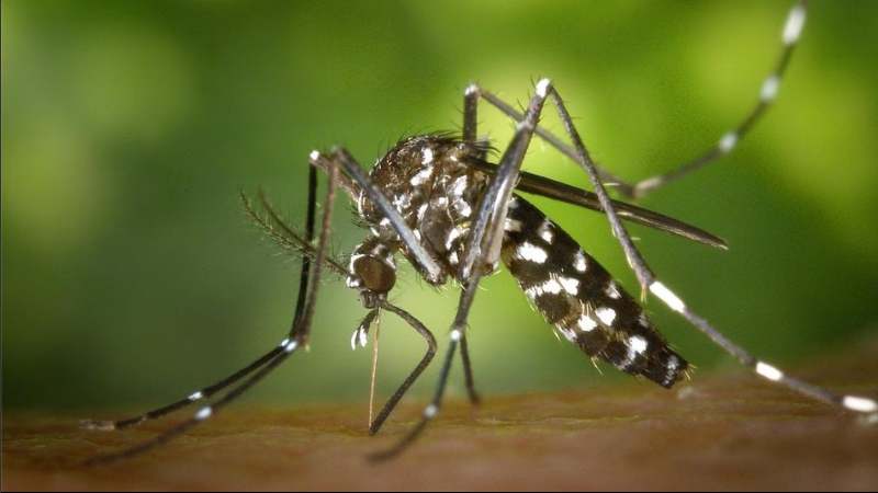 Muỗi Aedes có thân hình hẹp và màu đen, các hoa văn dải trắng đen trên bụng, ngực và chân
