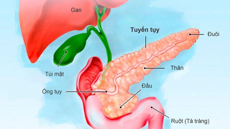 Tình trạng kháng insulin của đái tháo đường tuýp 2 liên đến tuyến tụy