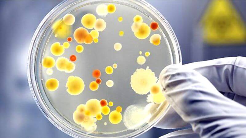 Tinh dầu thông đỏ có tác dụng ức chế hoặc làm chậm sự phát triển của vi khuẩn, nấm men và nấm mốc