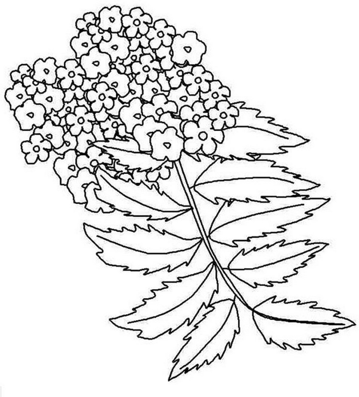 Tranh tô màu bông hoa số 15