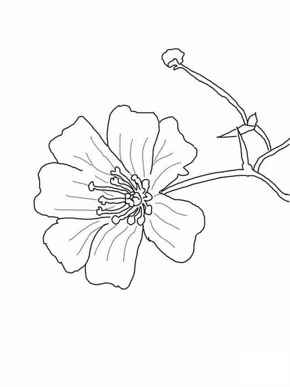 Tranh tô màu bông hoa số 18