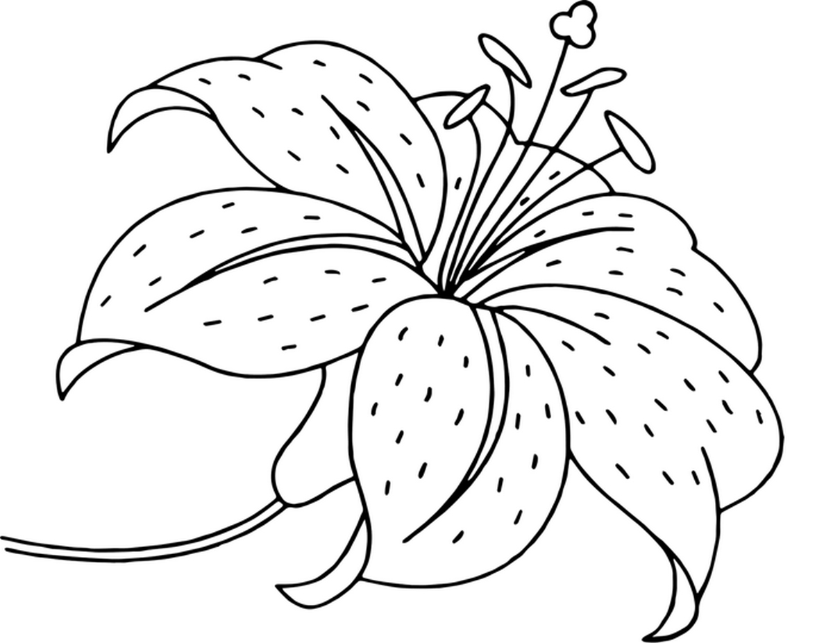 Tranh tô màu bông hoa số 20