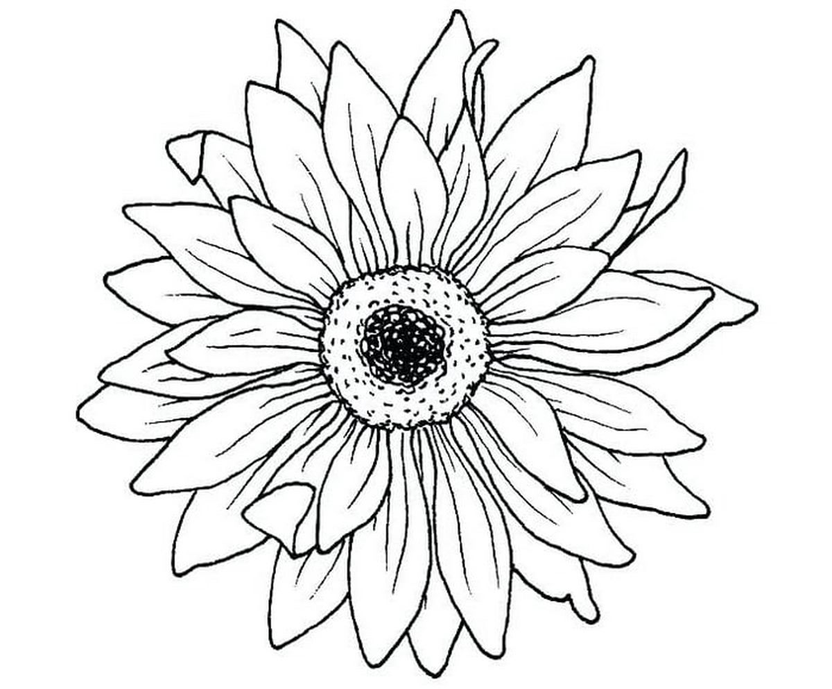 Tranh tô màu bông hoa số 43