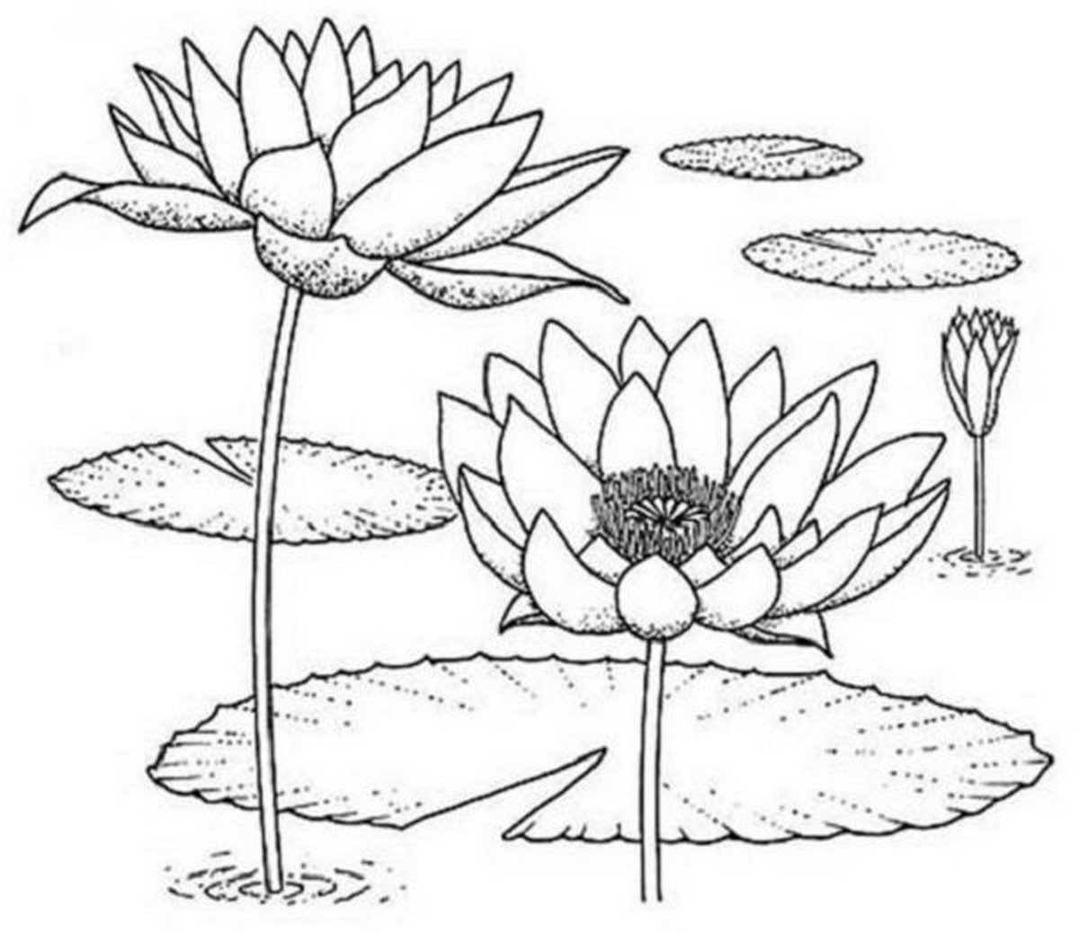 Tranh tô màu bông hoa số 62