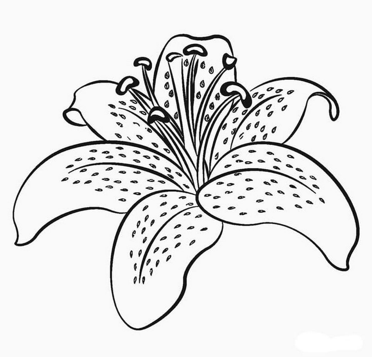 Tranh tô màu bông hoa nở số 15