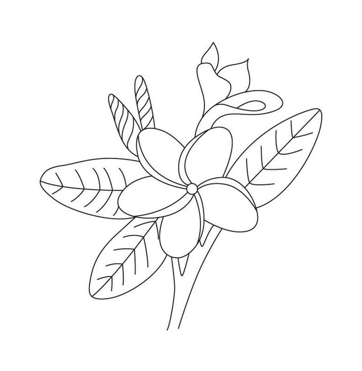 Tranh tô màu bông hoa số 81