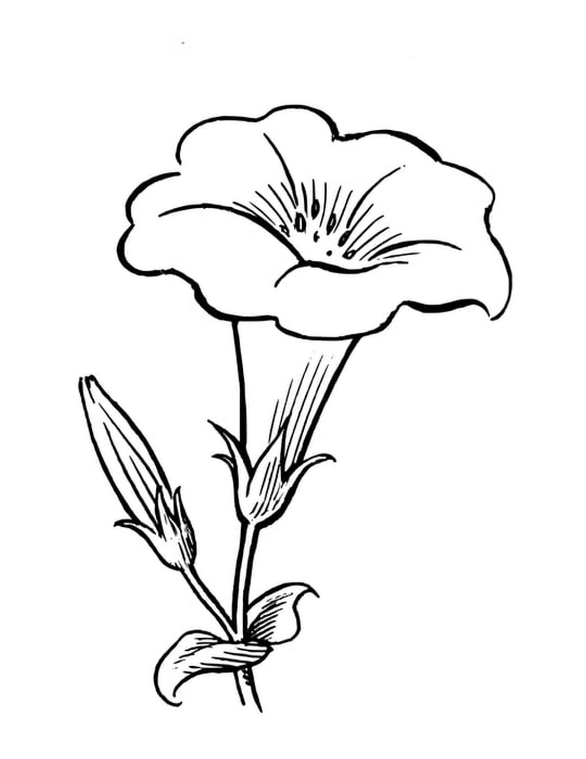 Tranh tô màu bông hoa số 113