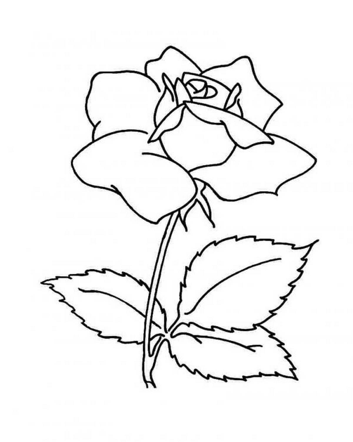 Tranh tô màu bông hoa nở số 30