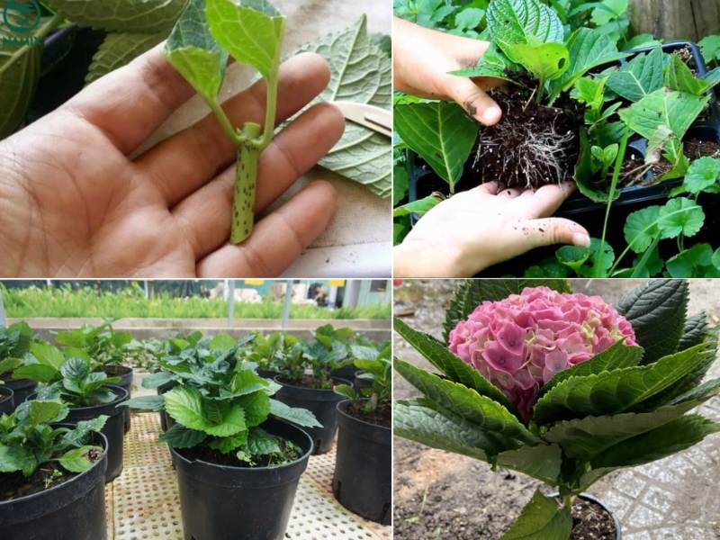 Cẩm Tú Cầu không quá khó trồng nhưng đòi hỏi sự kiên nhẫn và chăm sóc đúng cách Cẩm Tú Cầu không quá khó trồng nhưng đòi hỏi sự kiên nhẫn và chăm sóc đúng cách