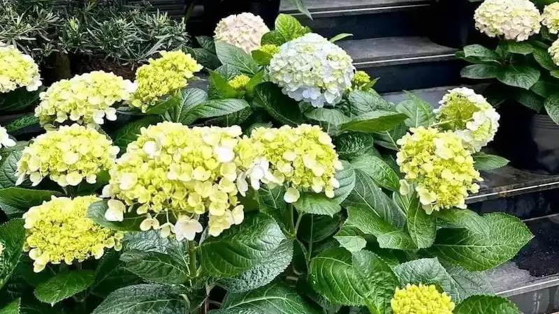 Nếu hoa có dấu hiệu héo, đừng vội vứt đi. Hãy ngâm cả bông hoa vào một chậu nước lạnh khoảng 30 phút Nếu hoa có dấu hiệu héo, đừng vội vứt đi. Hãy ngâm cả bông hoa vào một chậu nước lạnh khoảng 30 phút