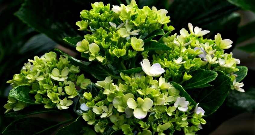 Hoa cẩm tú cầu cần cung cấp nước thường xuyên, đặt ở nơi có ánh sáng