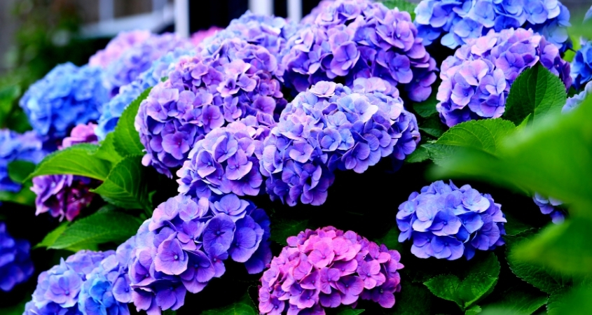 Hoa cẩm tú cầu mang ý nghĩa về lòng biết ơn, sự chân thành