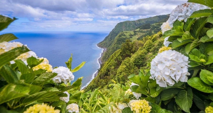 Hình nền máy tính hoa cẩm tú cầu 4