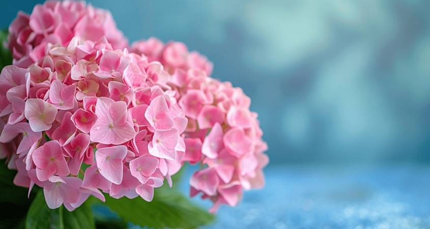 Hình nền máy tính hoa cẩm tú cầu 2