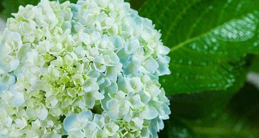 Hình nền máy tính hoa cẩm tú cầu 3