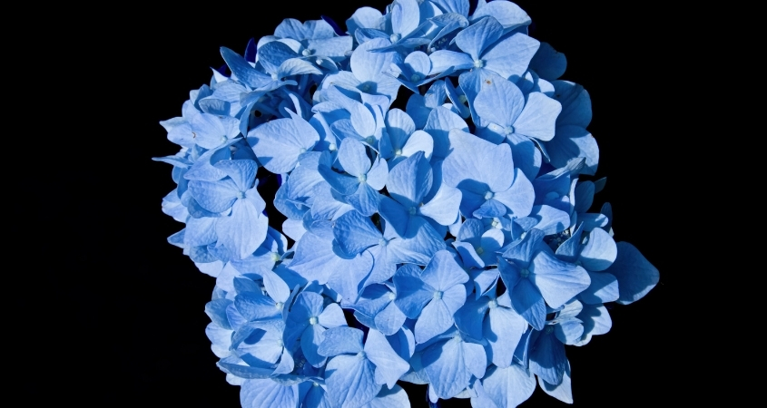 Hình nền máy tính hoa cẩm tú cầu 1