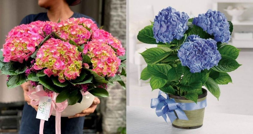 Mẫu chậu hoa cẩm tú cầu đẹp