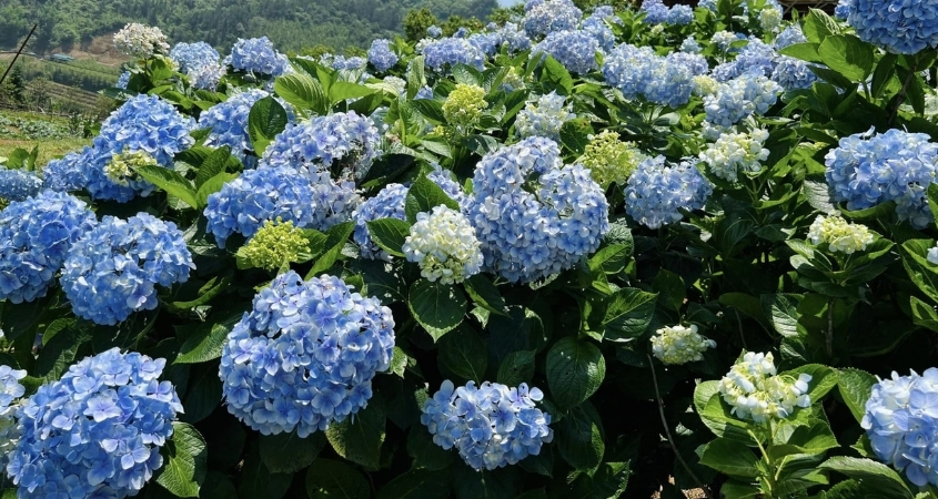 Cẩm tú cầu có chứa độc tố Hydrangein trong lá và nụ hoa