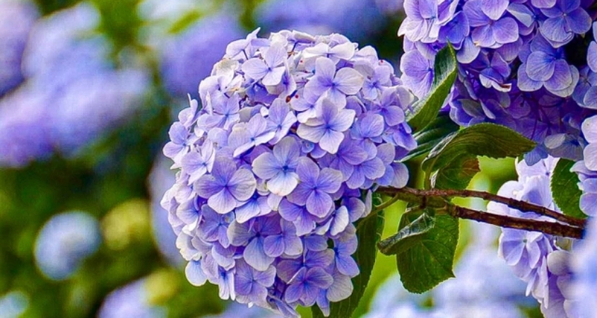 Hoa cẩm tú cầu có tên tiếng Anh là Hortensia và tên khoa học là Hydrangea