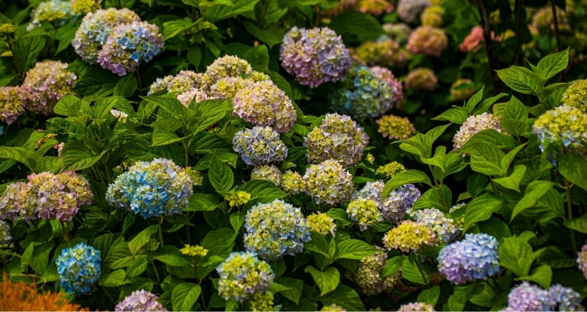 Mệnh Kim hợp với hoa cẩm tú cầu màu trắng, vàng