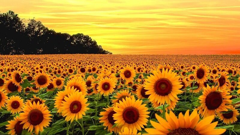 hoa Hướng Dương (Sunflower) là biểu tượng của mặt trời