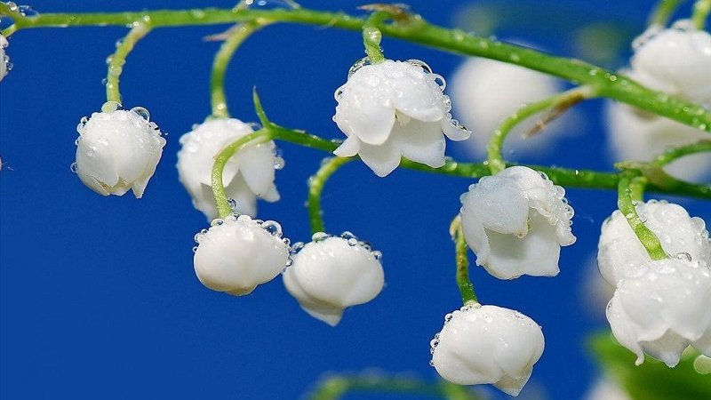 Hoa linh lan, hay còn gọi là Hoa linh lan, hay còn gọi là