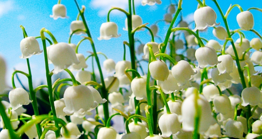 Hình nền điện thoại máy tính hoa linh lan 1