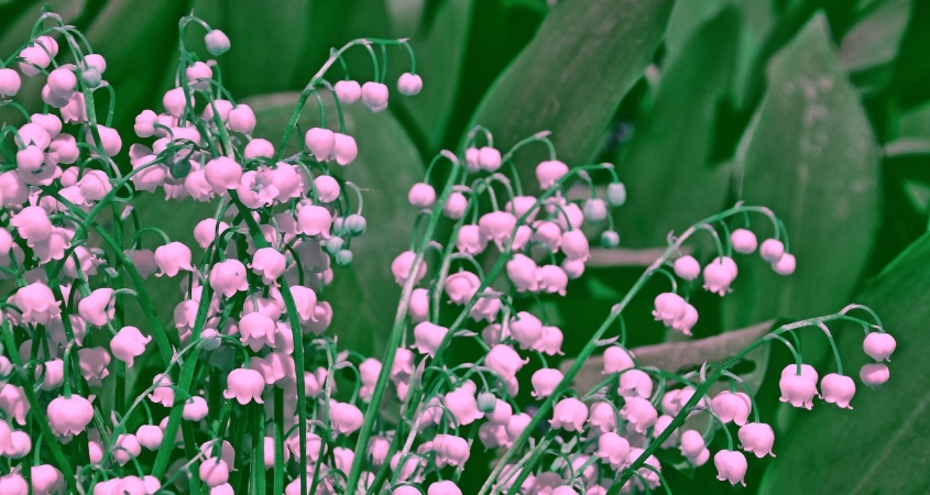 Hoa linh lan hồng đại diện cho tình yêu, sự lãng mạn