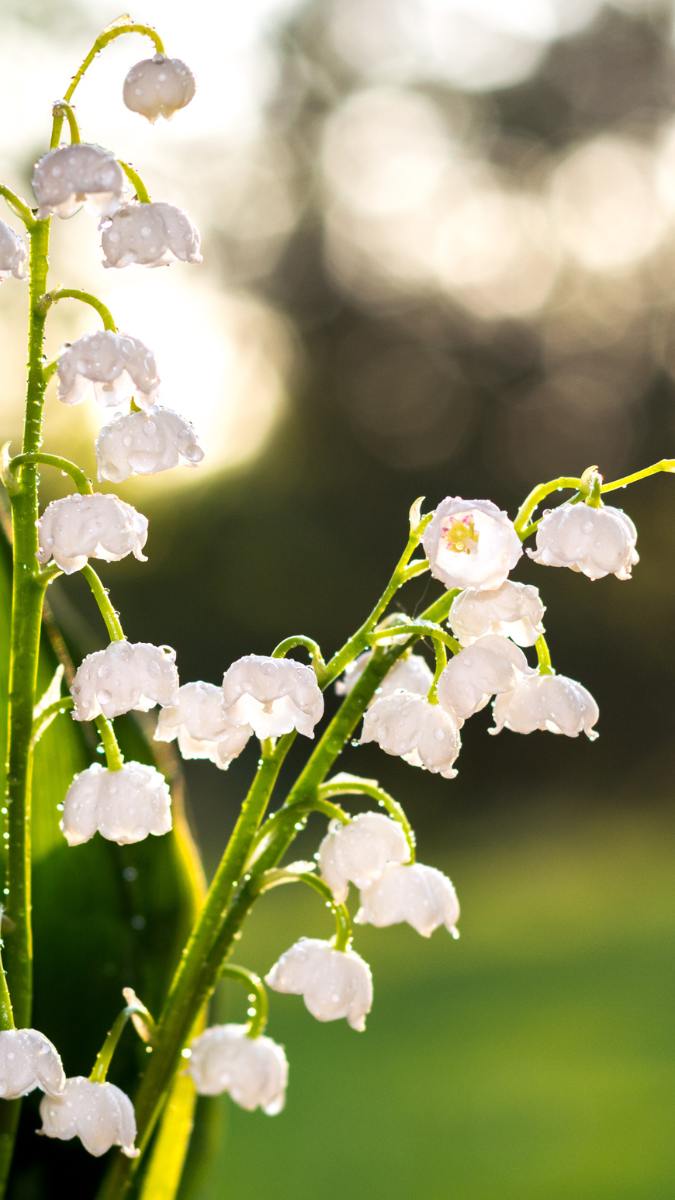 Hình nền điện thoại hoa linh lan 1
