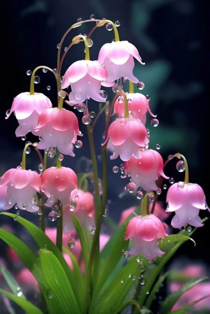 Hình nền điện thoại hoa linh lan 2