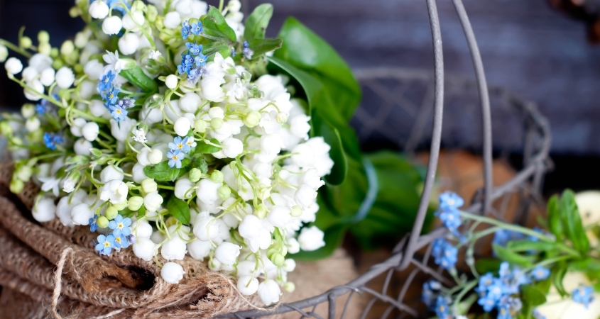 Hoa linh lan có giá thành cao, chỉ nở một lần trong năm