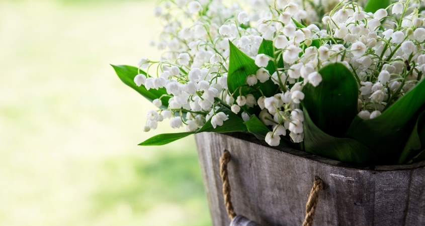 Hình nền điện thoại máy tính hoa linh lan 2