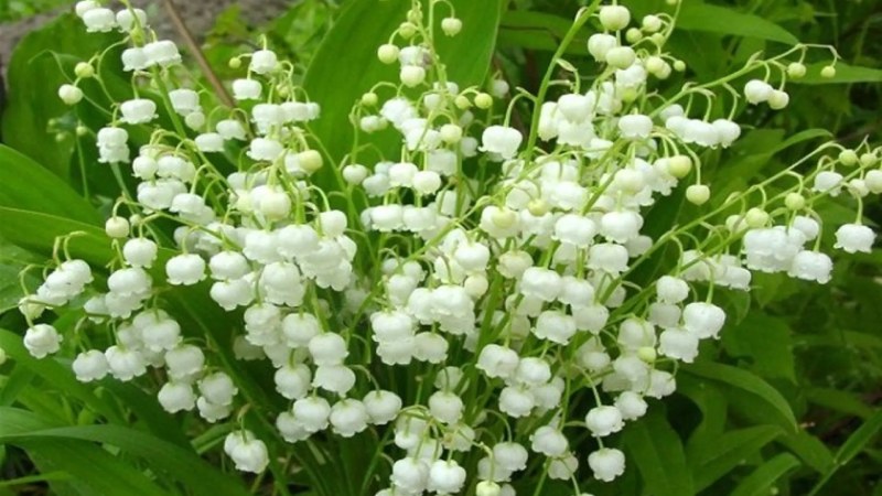 việc trồng linh lan tại Việt Nam không hề đơn giản, đặc biệt là ở những vùng có khí hậu nóng. việc trồng linh lan tại Việt Nam không hề đơn giản, đặc biệt là ở những vùng có khí hậu nóng.