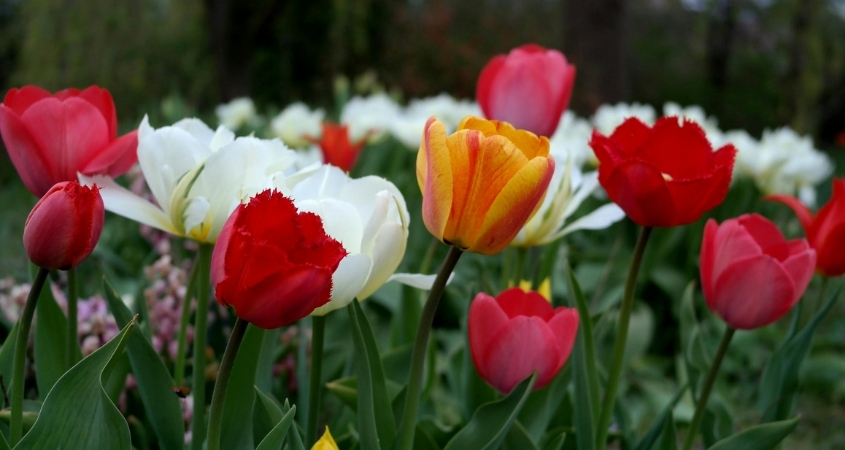 Tulip đỏ hợp với người mệnh Hoả