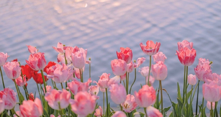 Hình nền máy tính hoa tulip số 3