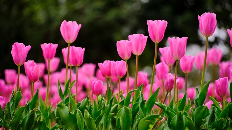 Hình nền máy tính hoa tulip số 1